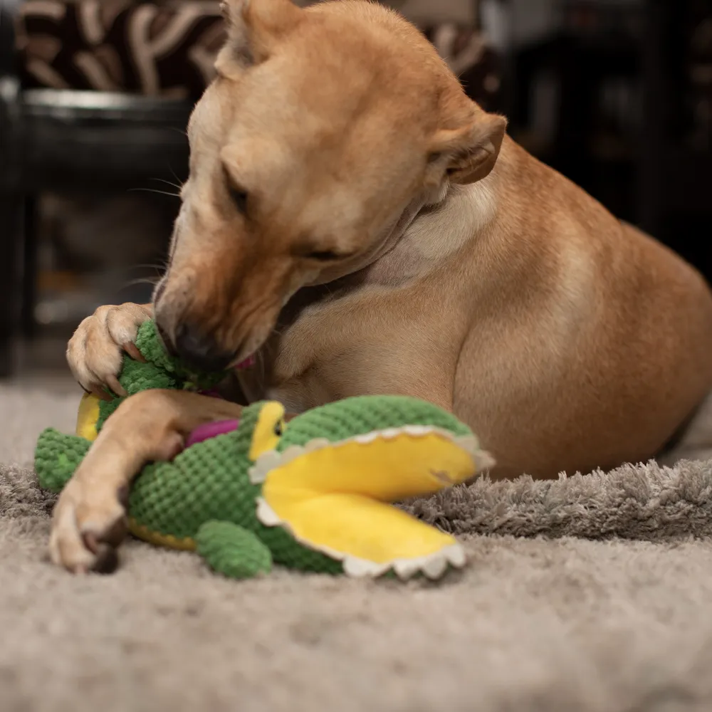 Barkbutler Aly The Gator Plush Toy for Dogs | For Medium Chewers (Green)