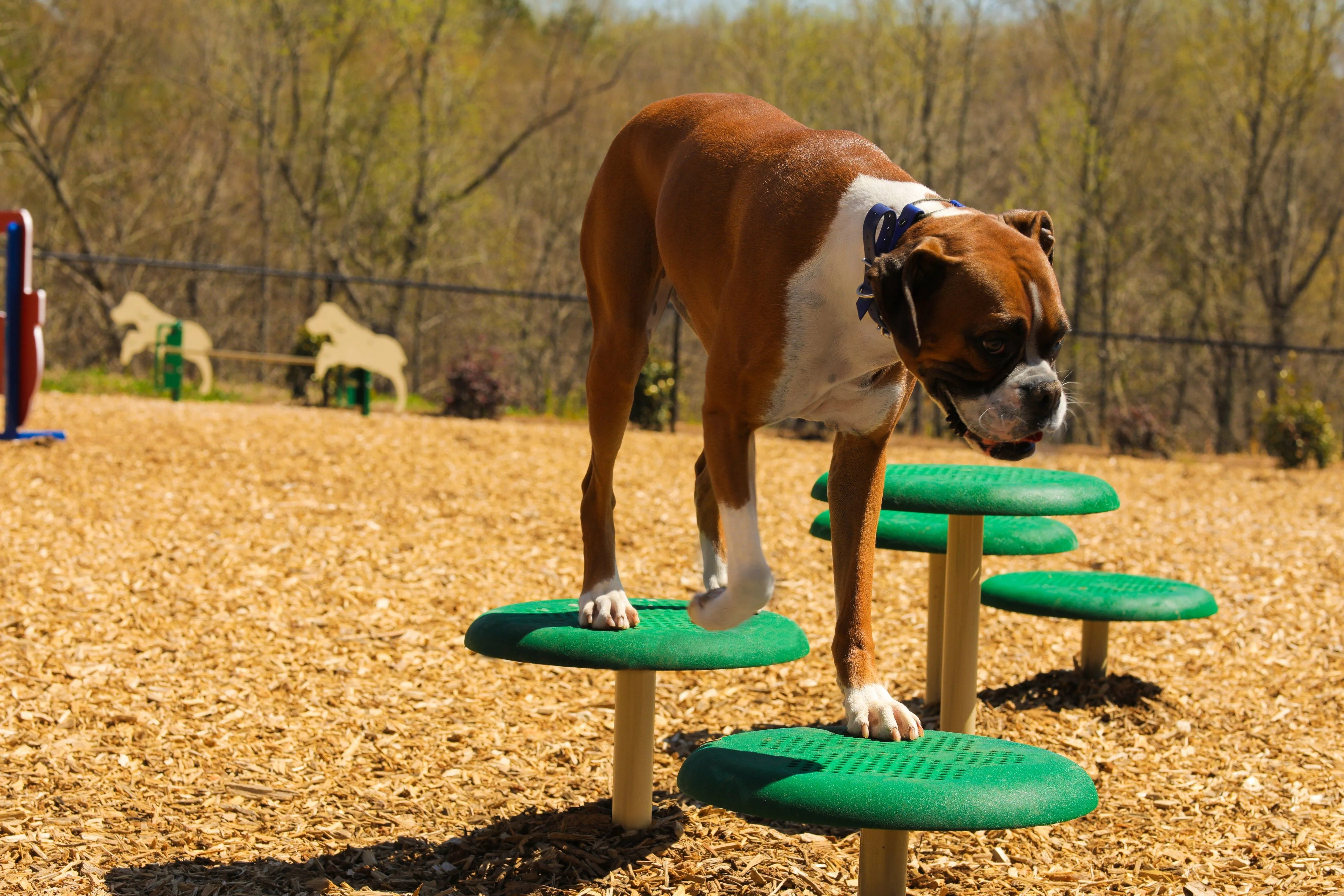 BarkPark by Ultrasite Expert Dog Park Kit