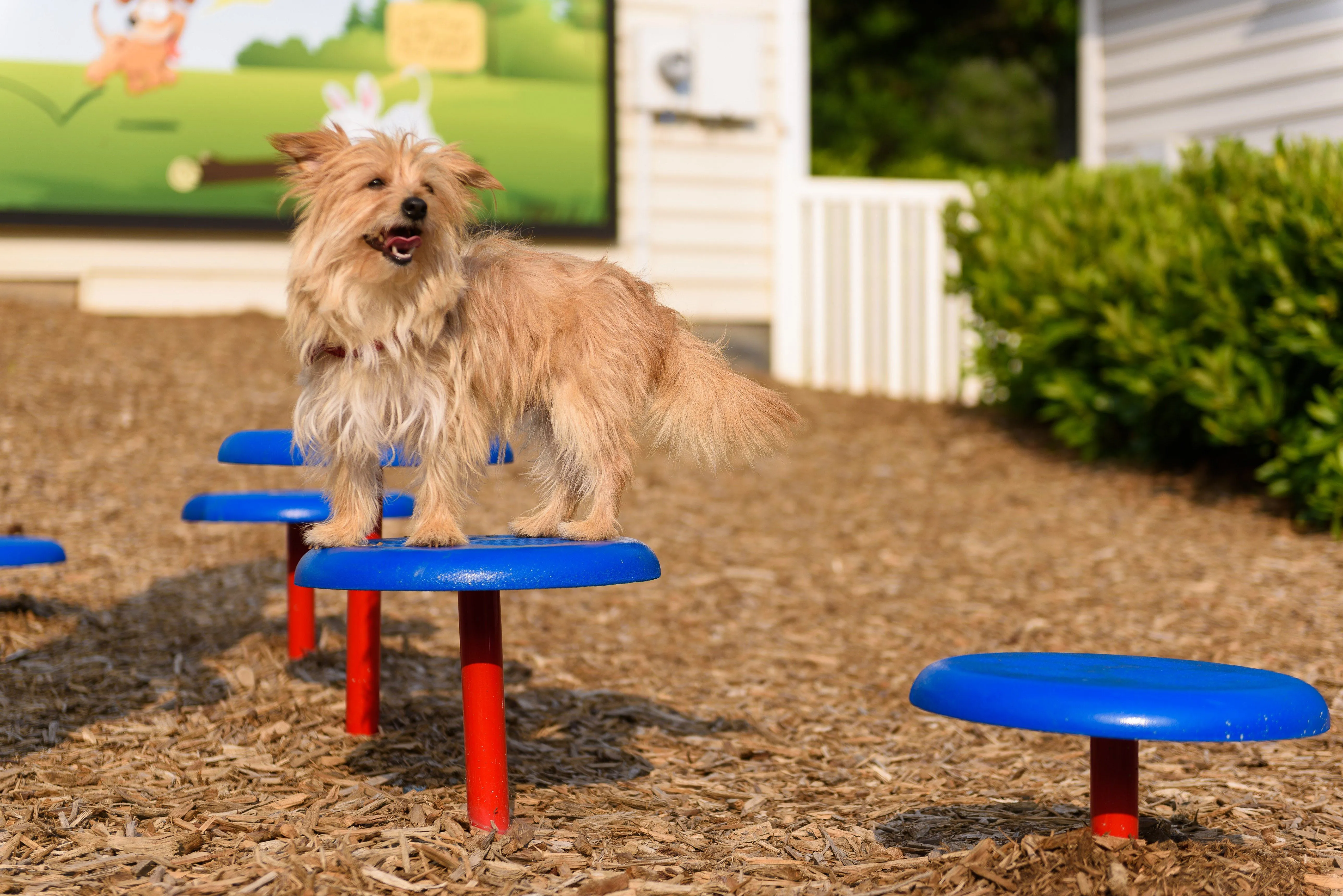 BarkPark by Ultrasite Expert Dog Park Kit