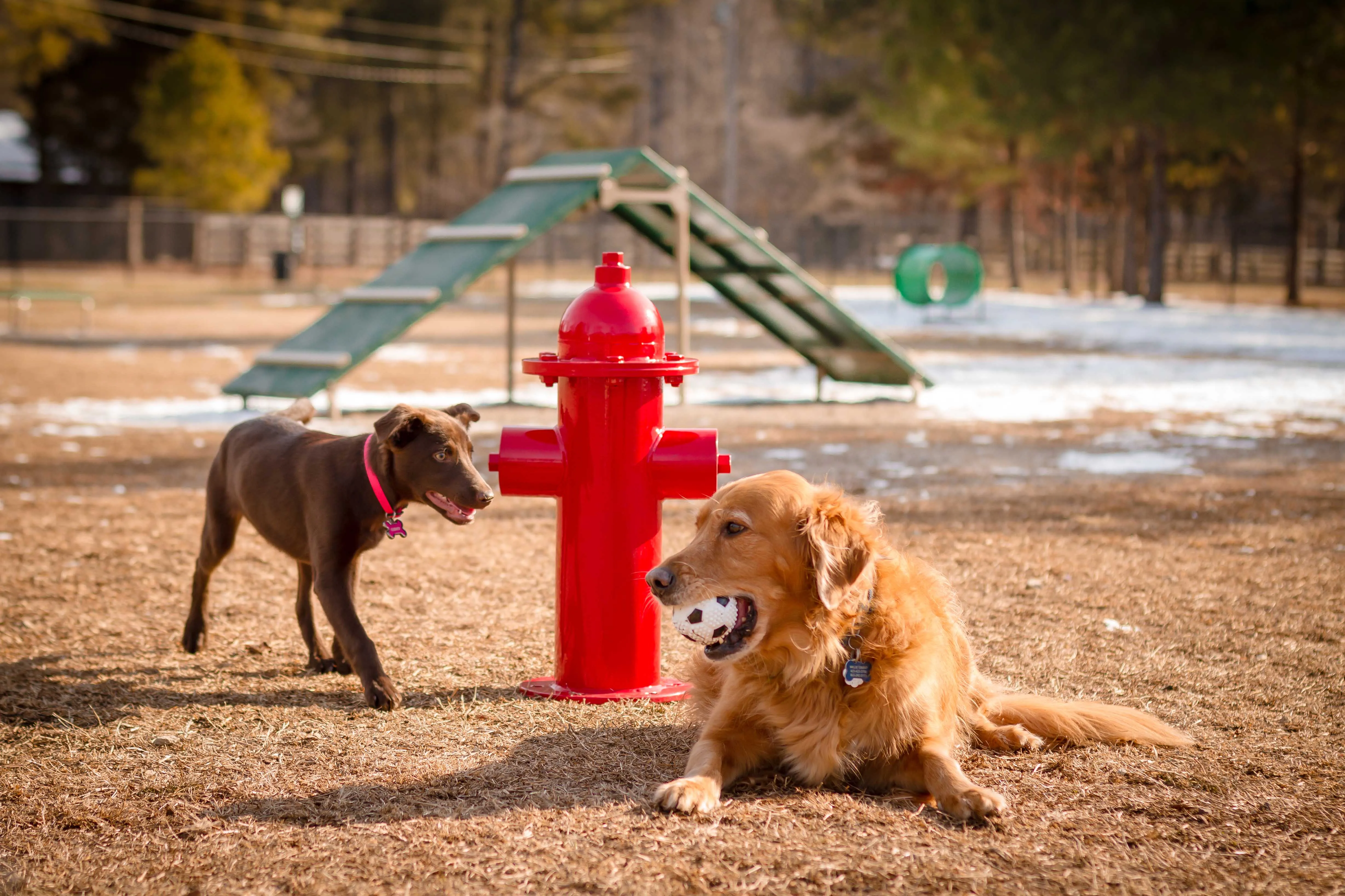 BarkPark by Ultrasite Small & Large Dog Park Combination Course