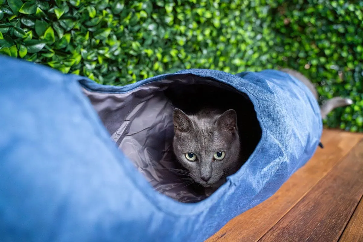 Cat Play Tunnel