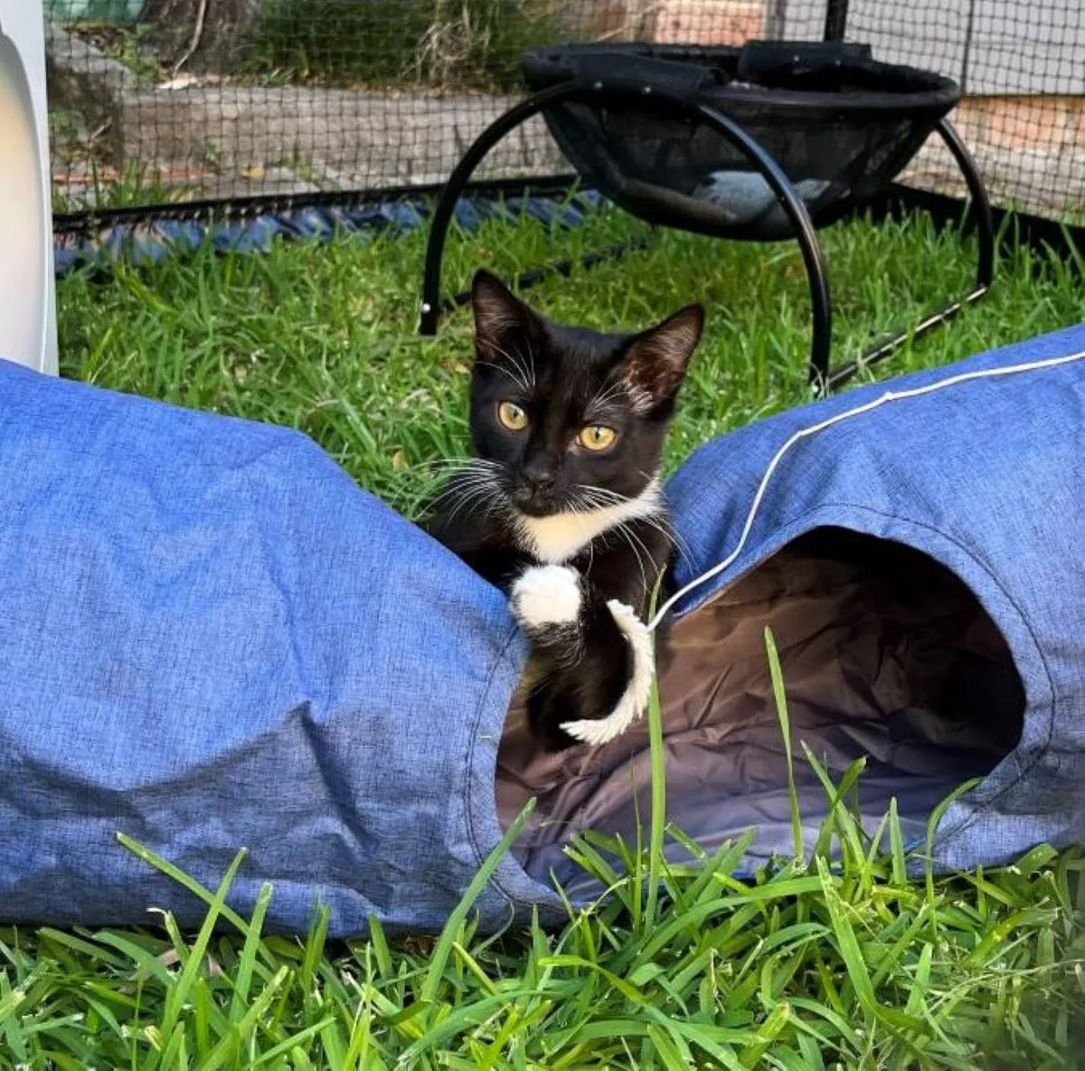 Cat Play Tunnel