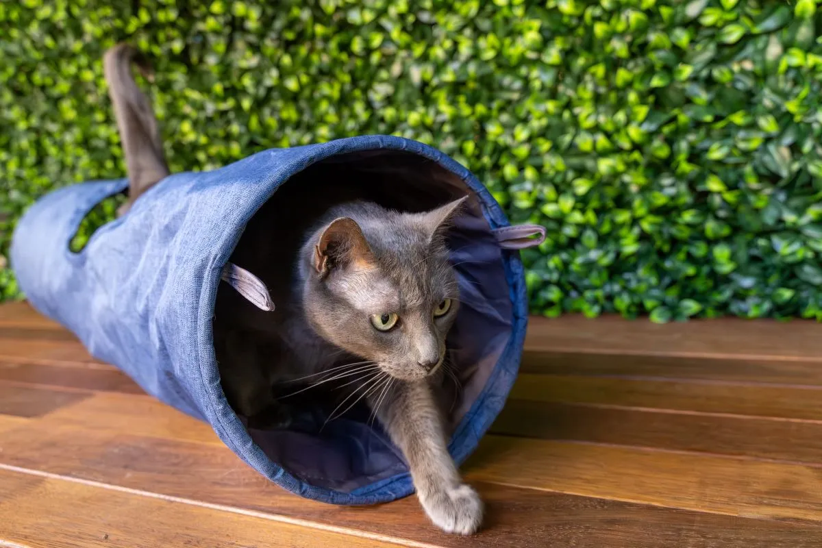 Cat Play Tunnel