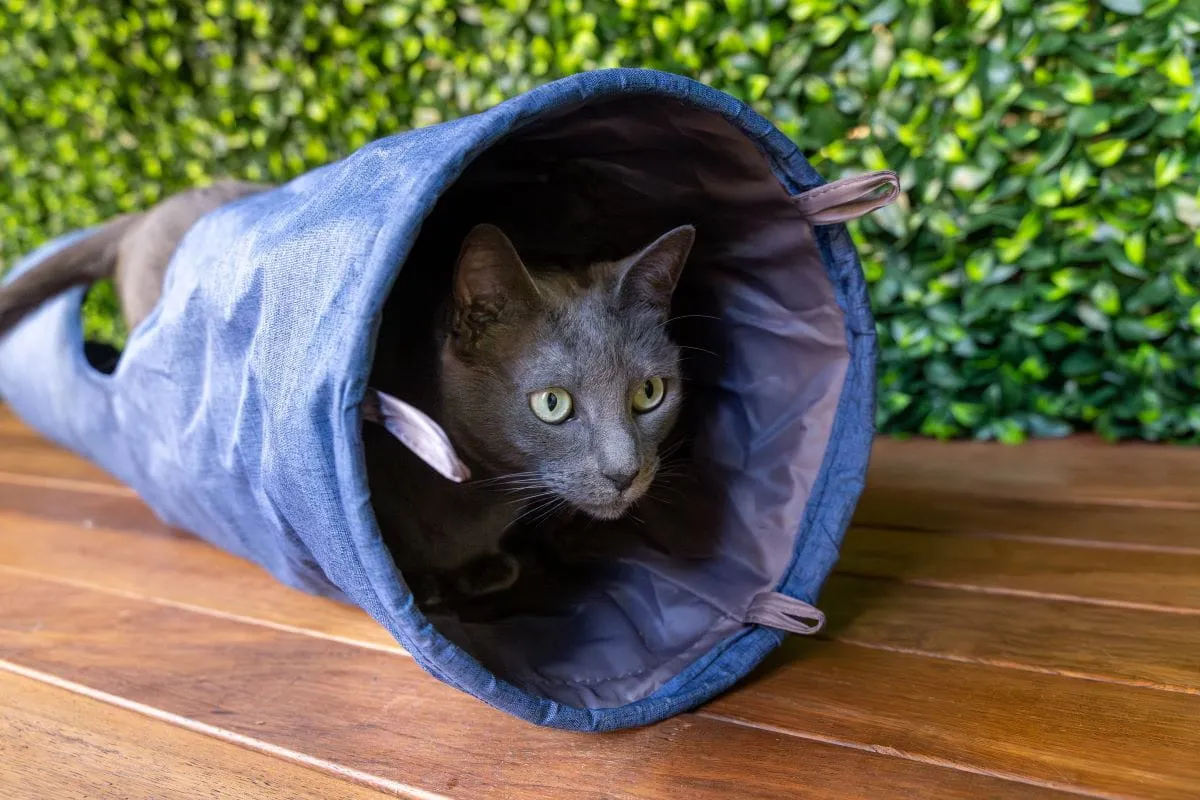 Cat Play Tunnel