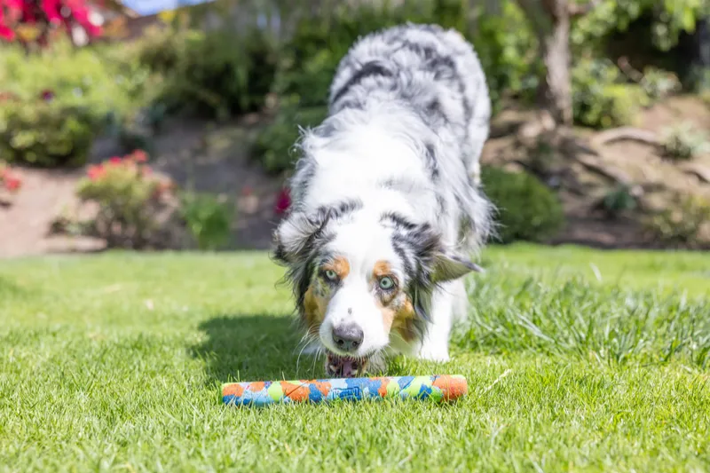 Chuckit! Eco Fetch Stick