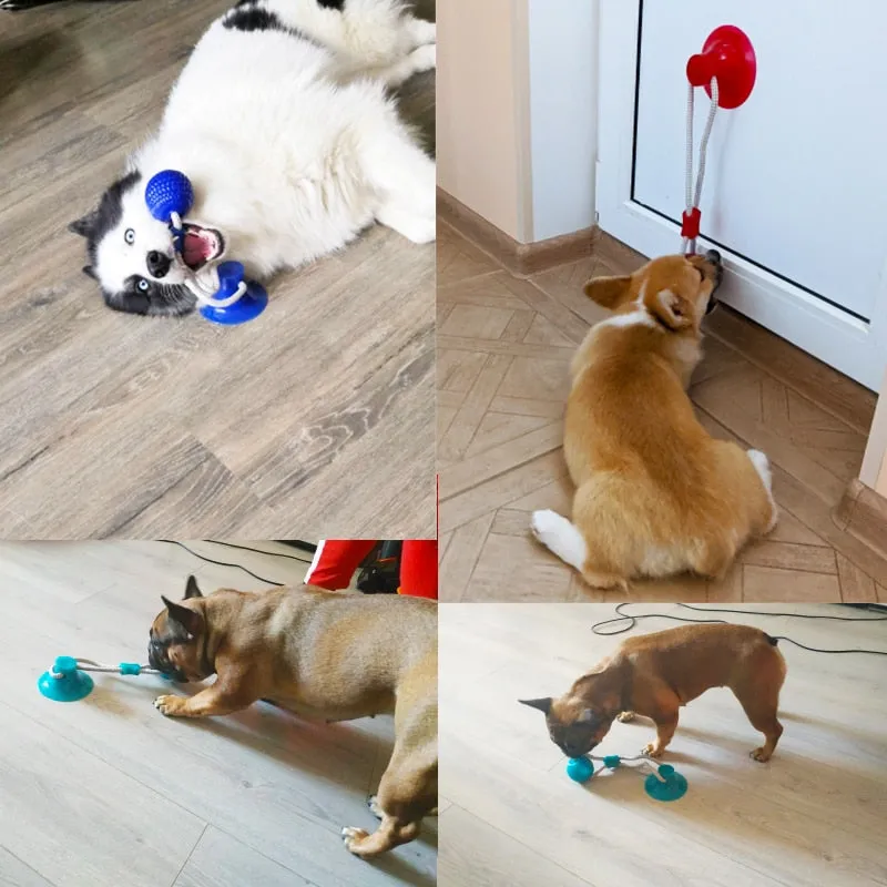 Dog Toys Pet Puppy Interactive Suction Cup Push TPR Ball Toys