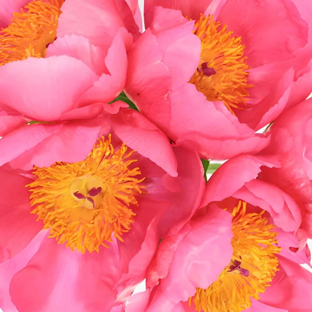 Flame Peonies for May Delivery