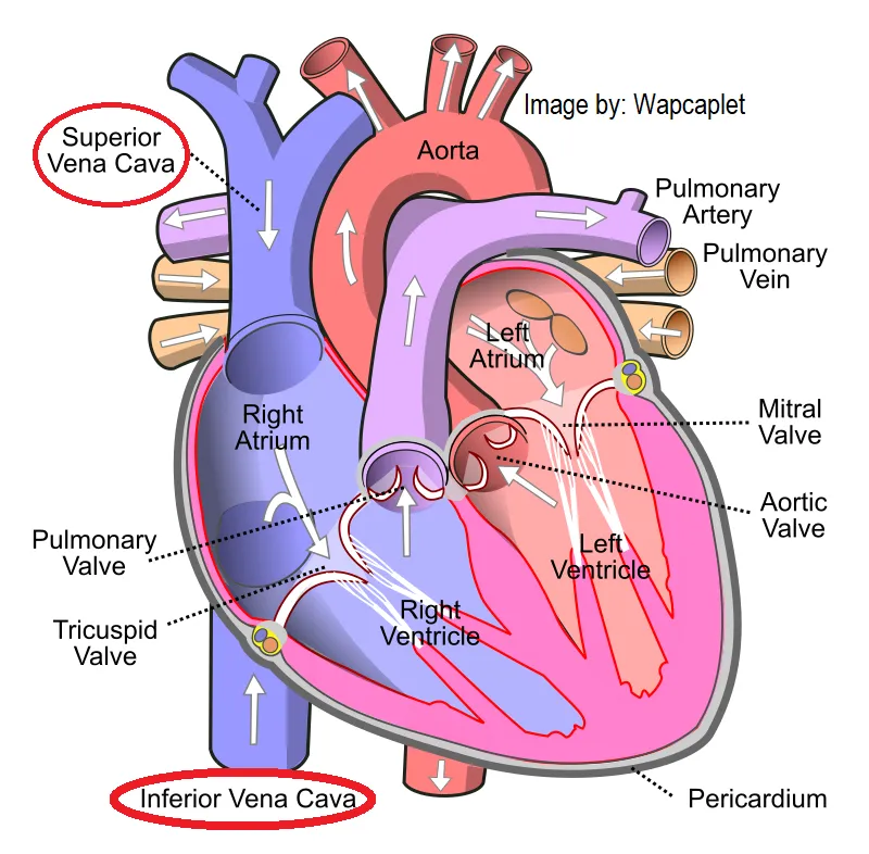 LIVE IN-PERSON 3 CE Hour Prenatal Terms and Contraindications