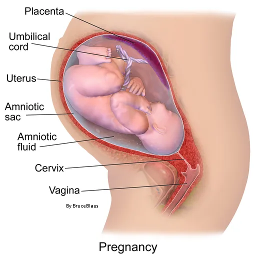 LIVE IN-PERSON 3 CE Hour Prenatal Terms and Contraindications