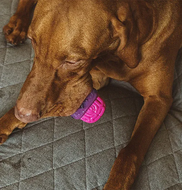 "Brain Dead" Dog Chew Toy with Bacon Scent